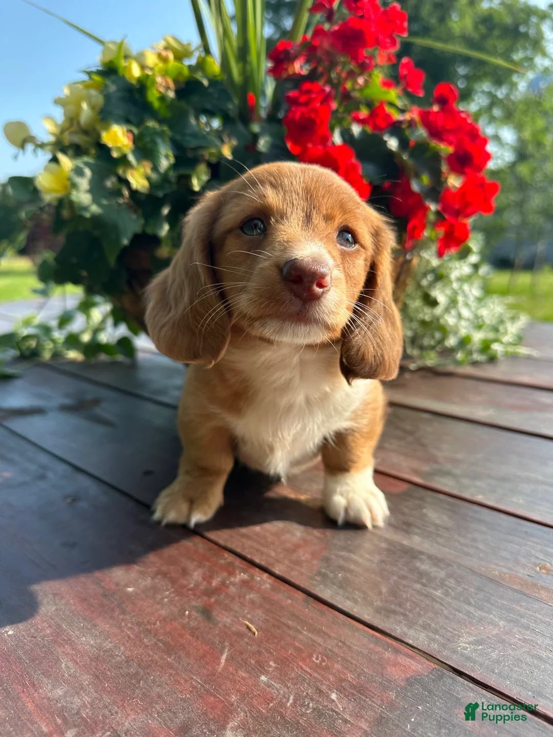 Miniature Dachshund dogs for sale: Biscuit - Ad 2
