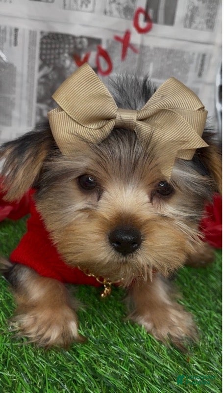 Yorkshire Terrier dogs Dream - Ad 2