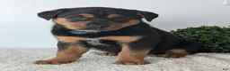 Mixed Breed dogs for sale: Luna - Ad 7