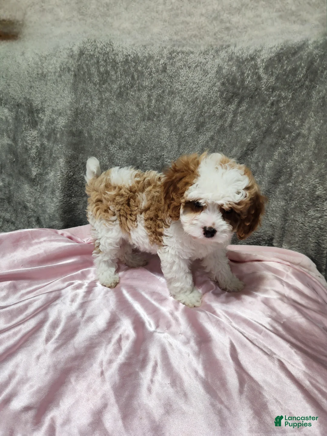 Cavapoo dogs for sale: Marshmallow Fluff - Ad 1
