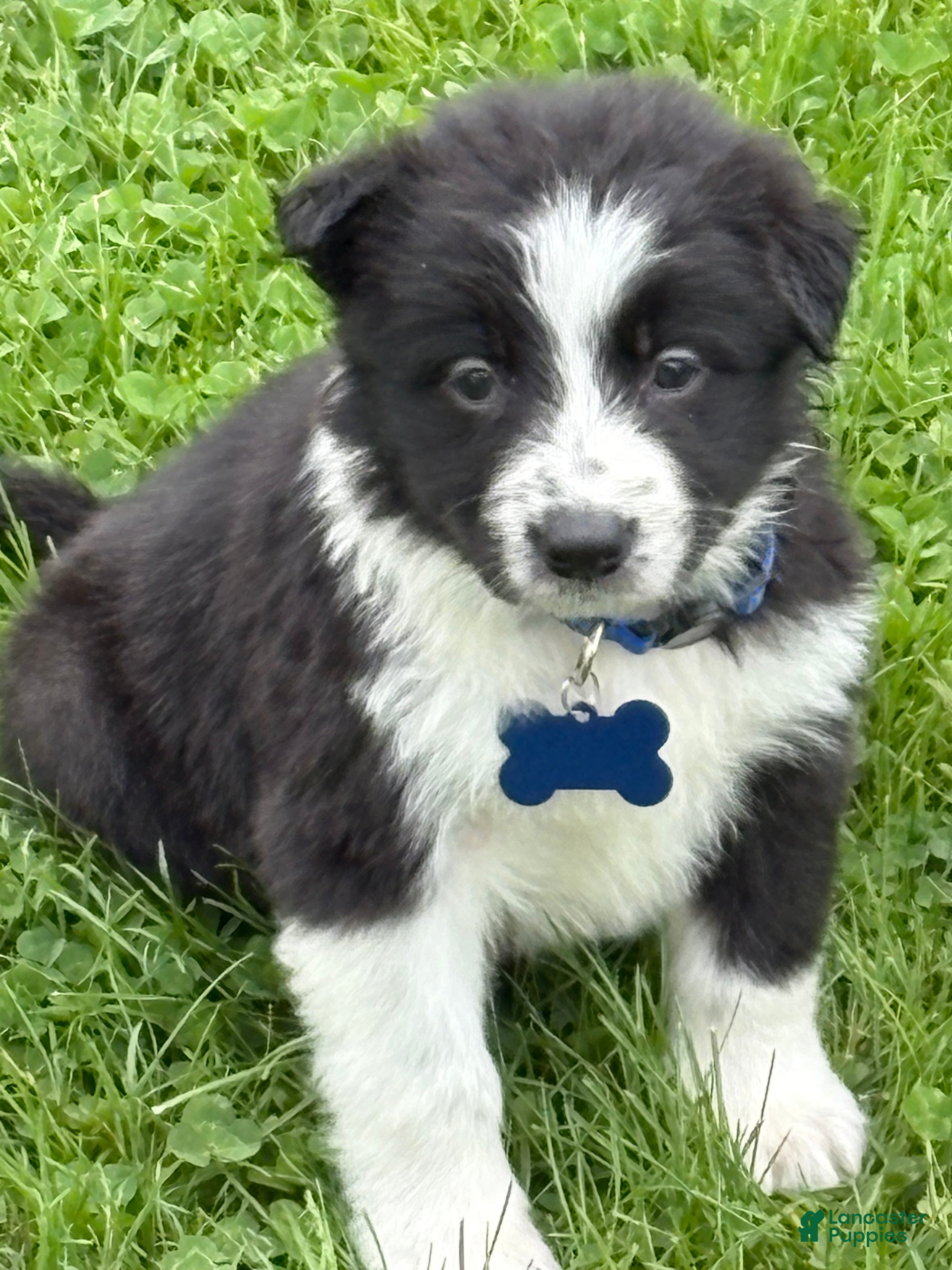 Border Collie dogs Bluey - Ad 1