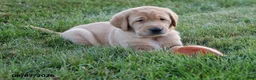 Goldador dogs for sale: Titan - Ad 3