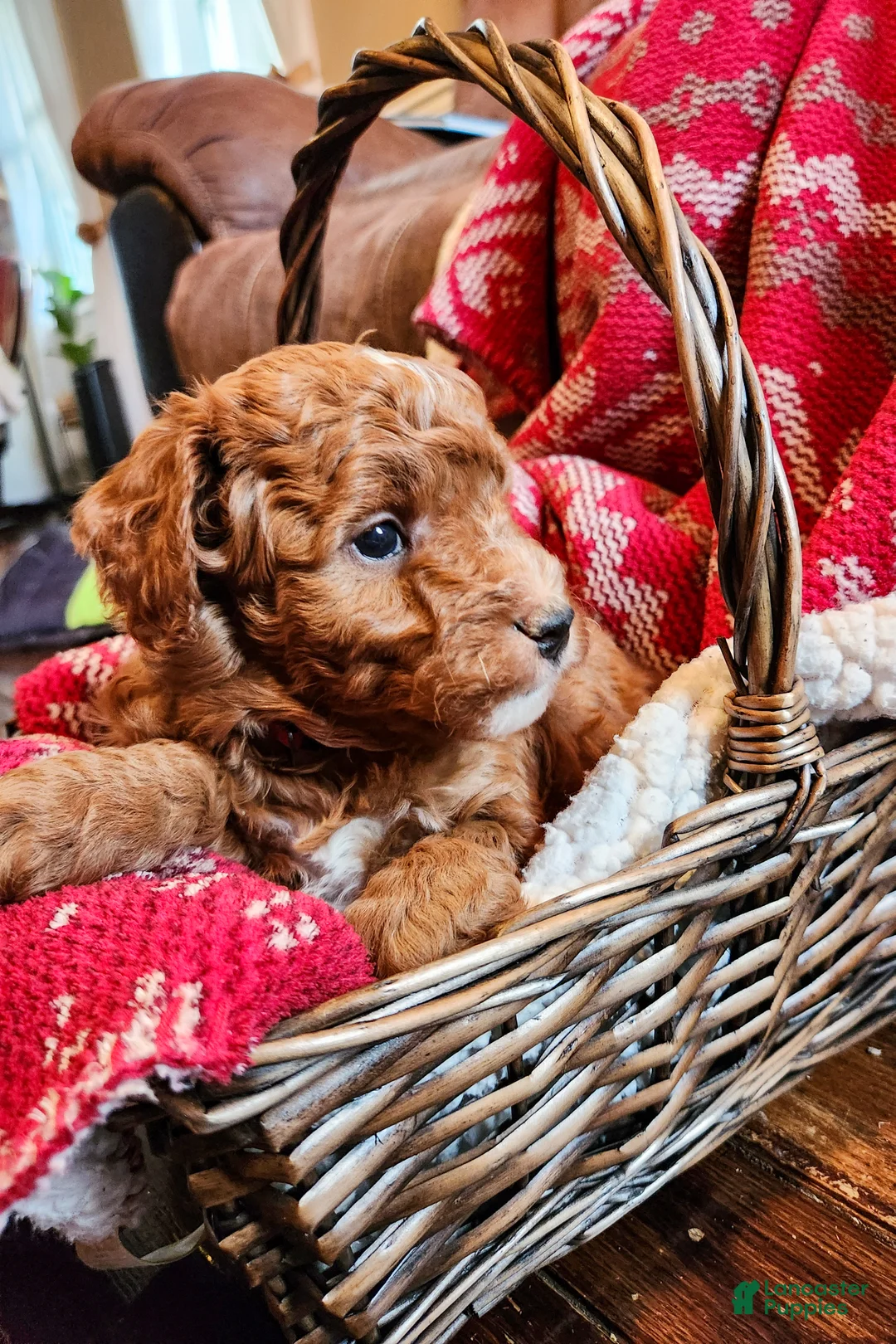 Mini Goldendoodle dogs for sale: Bruno - Ad 3