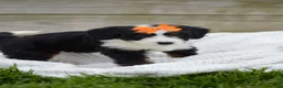 Mini Bernedoodle dogs for sale: Lilly - Ad 4