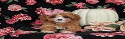 Cavapoo dogs for sale: Rylee - Ad 8