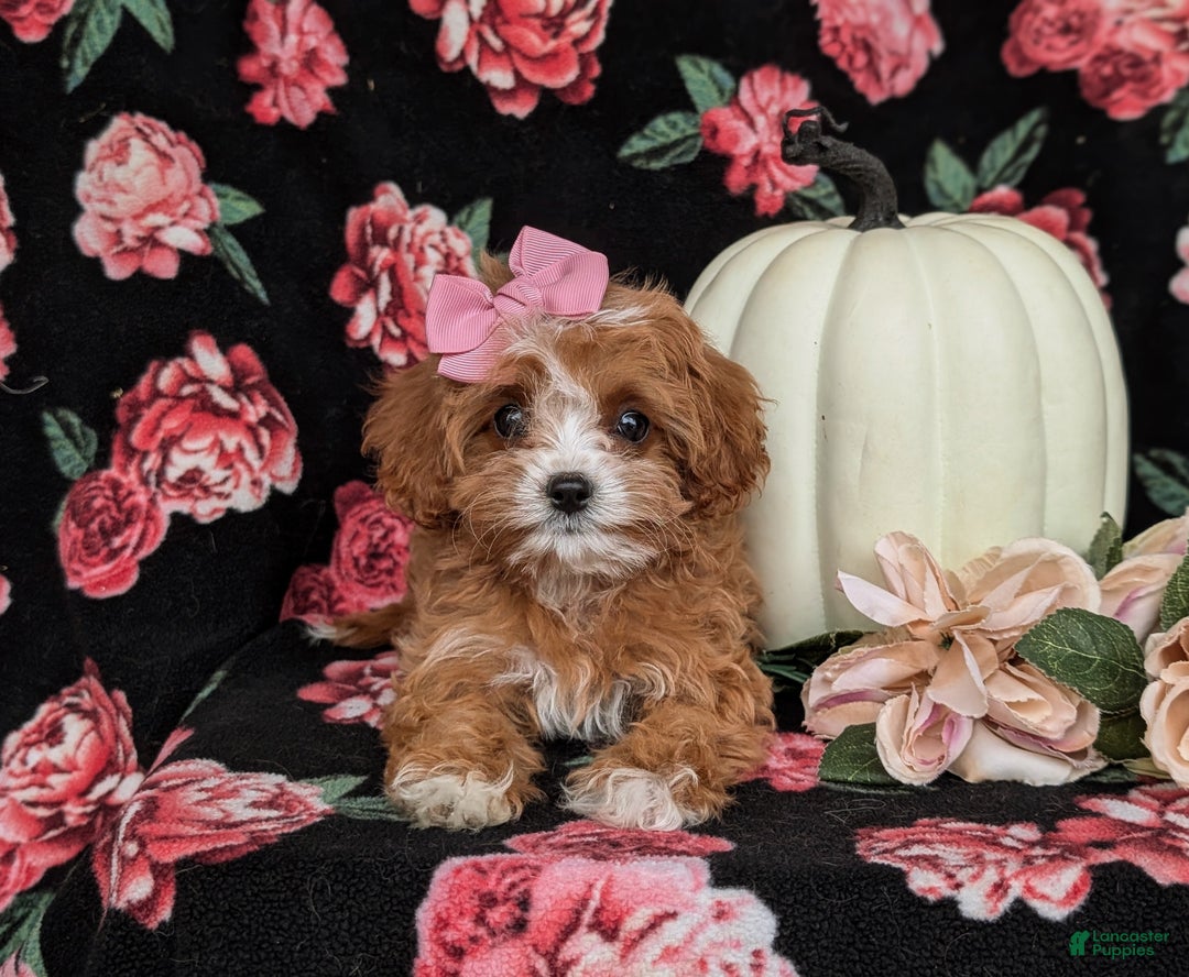 Cavapoo dogs for sale: Rylee - Ad 8