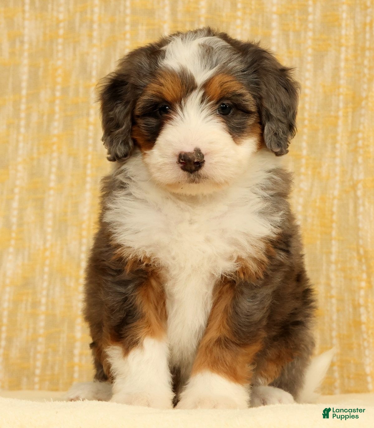 Mini Bernedoodle dogs Stormy - Ad 2