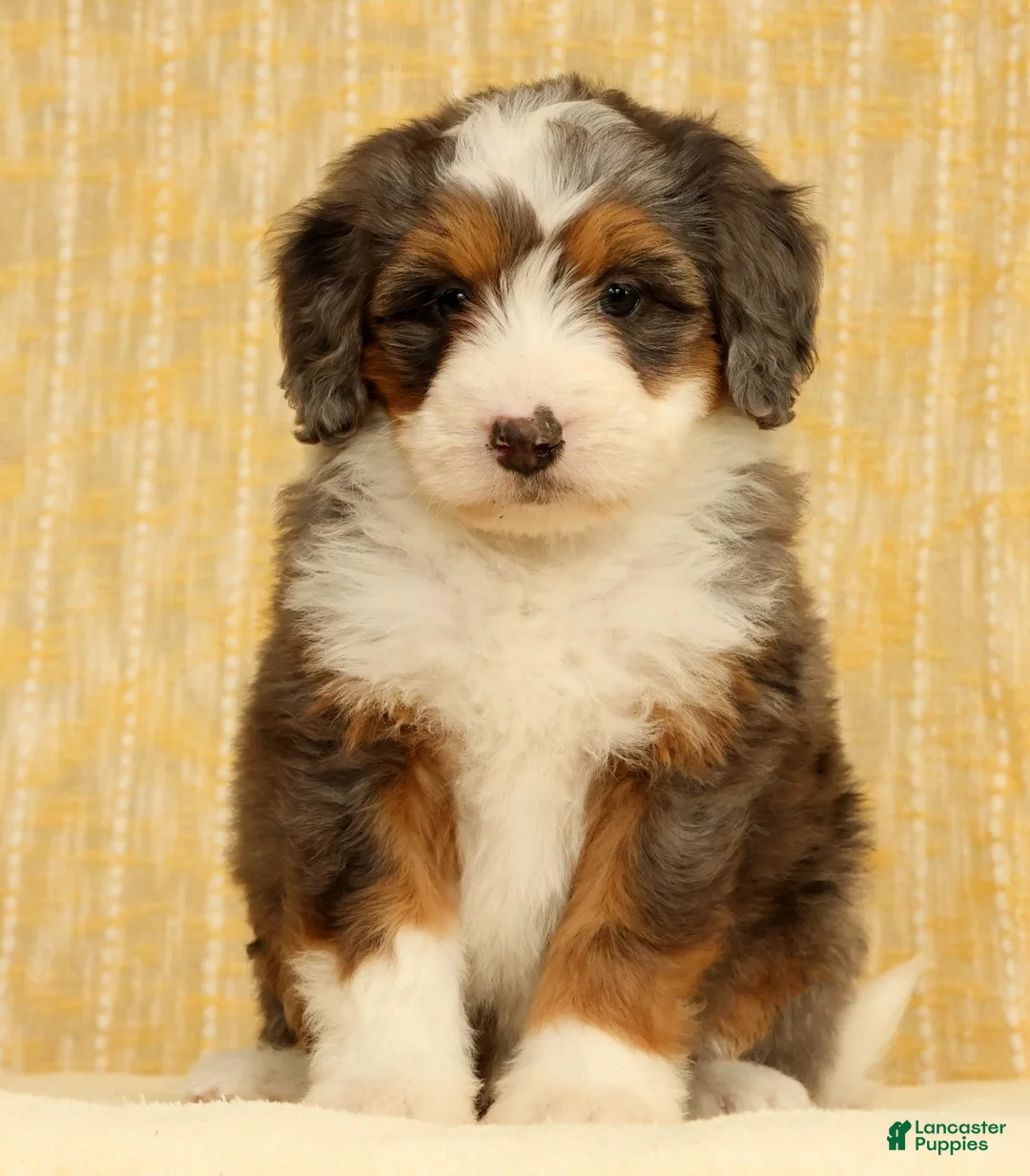 Mini Bernedoodle dogs for sale: Stormy - Ad 2