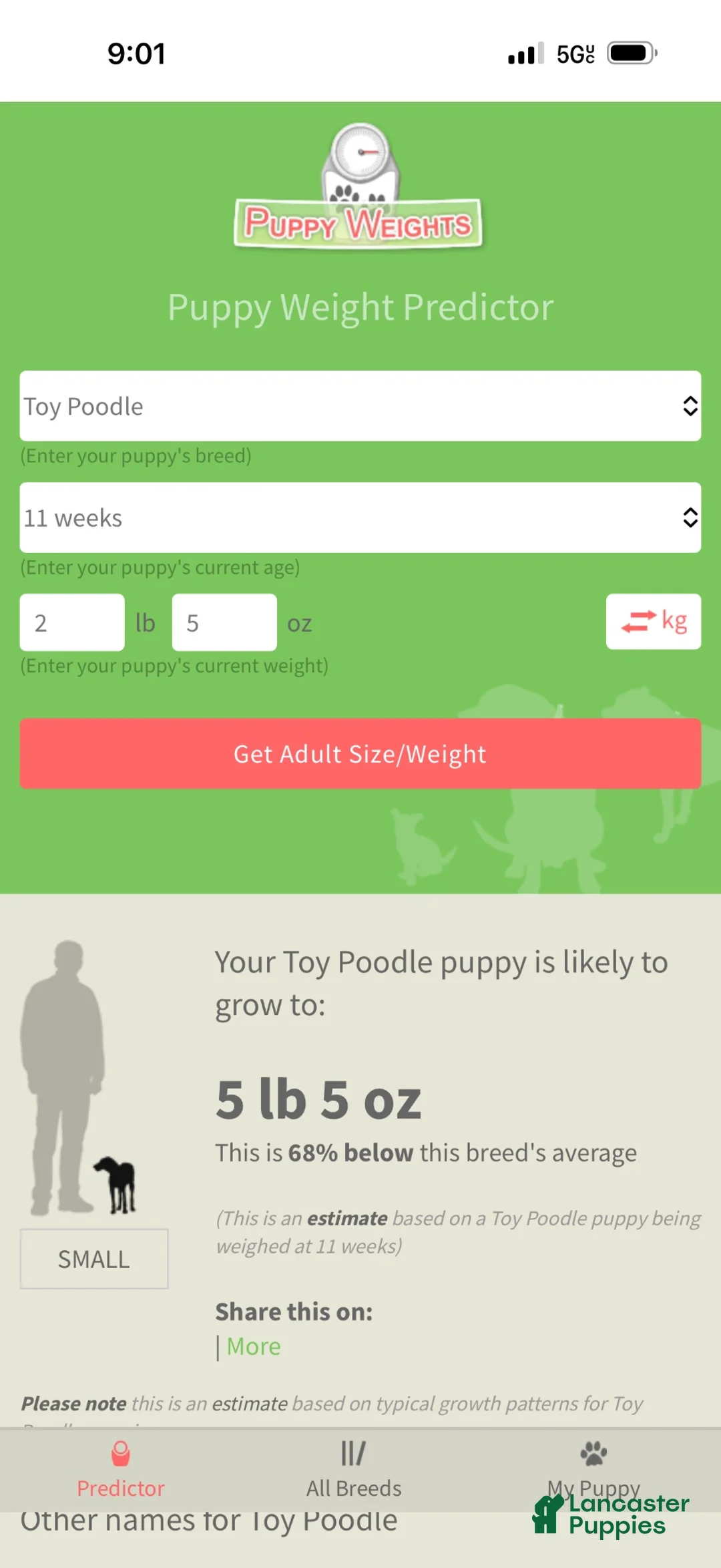 Toy Poodle dogs for sale: Akc Luke 💙 - Ad 6