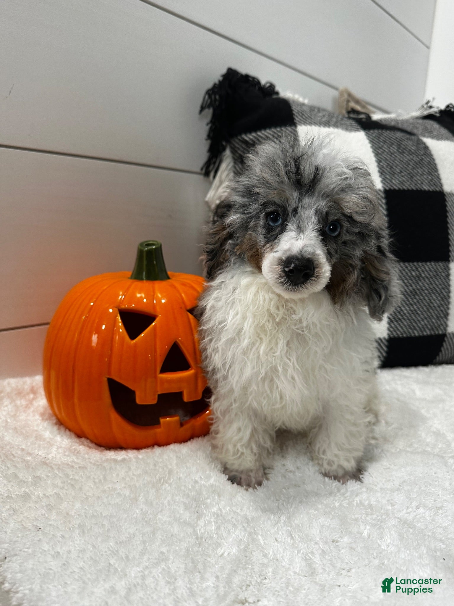 Toy Poodle dogs Louie - Ad 2