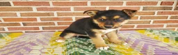 Mixed Breed dogs for sale: Samson - Ad 1