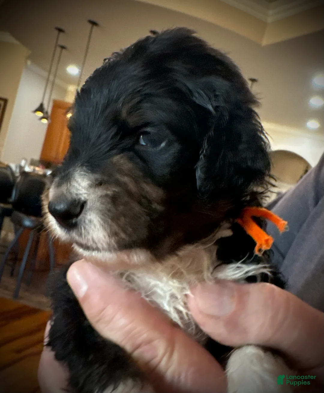 Mixed Breed dogs for sale: male # 2 English Shepherd Doodle  - Ad 3