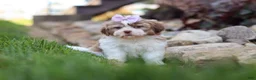 Shih Tzu dogs for sale: Ember - Ad 5