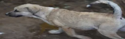 Mixed Breed dogs for sale: Bansky Blonde 3 F - Ad 3