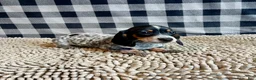 Miniature Dachshund dogs for sale: Nettie - Ad 11