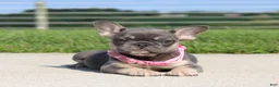French Bulldog dogs for sale: Gloria - Ad 3