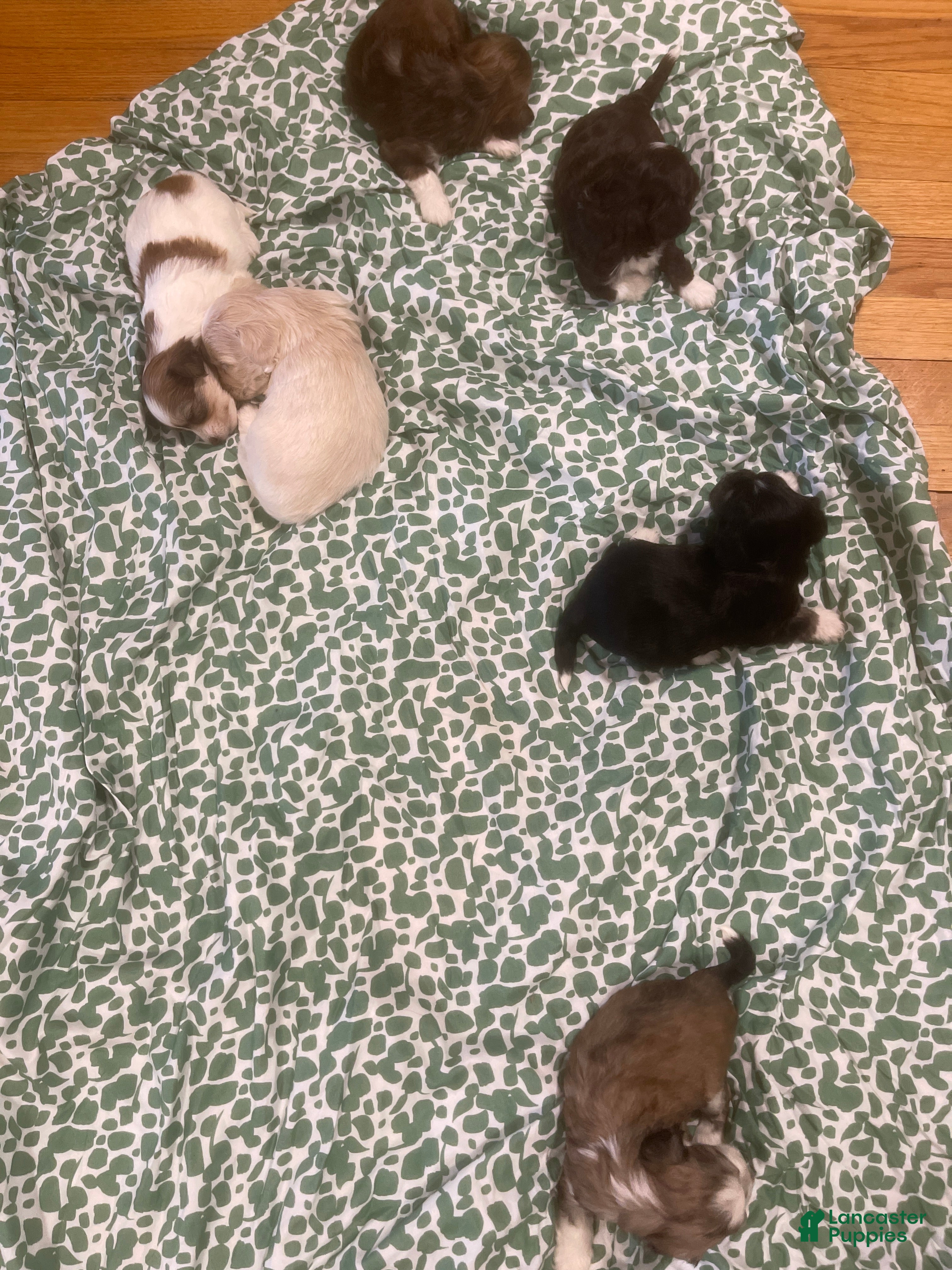 Shih Tzu dogs for sale: Shih Tzu Puppy 5 - Ad 2