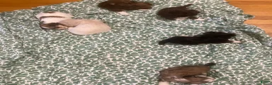 Shih Tzu Puppy 5