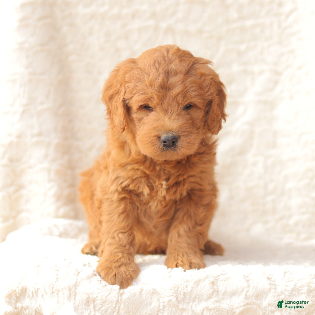 Mini Goldendoodle dogs for sale: Shelby - Ad 2