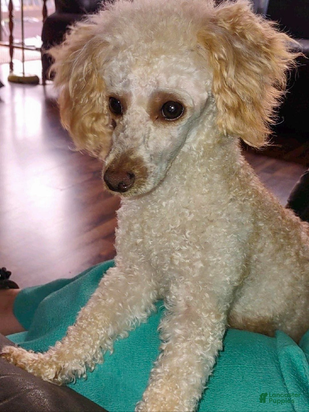 Miniature Poodle dogs for sale: LINSEY - Ad 17