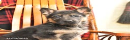 German Shepherd dogs for sale: Peppermint - Ad 3