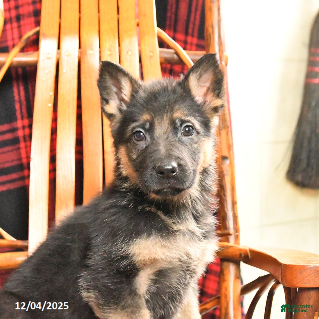 German Shepherd dogs for sale: Peppermint - Ad 3