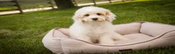Mixed Breed dogs for sale: Gnome MUNCHKIN BERNEDOODLE - Ad 3