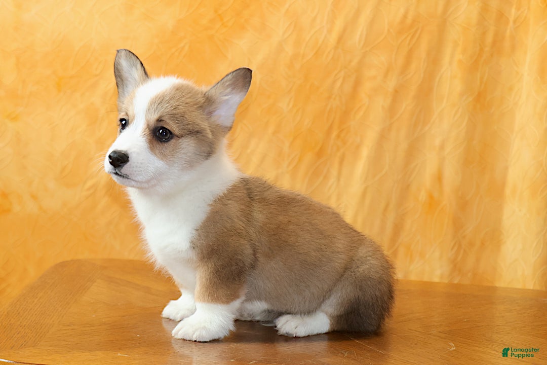 Welsh Corgi Pembroke dogs for sale: Brady - Ad 7