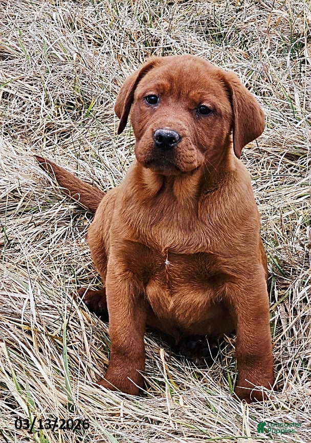 Labrador Retriever dogs Dark Fox Red Beauty - Ad 1