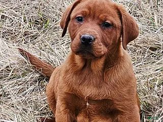 Labrador Retriever dogs for sale: Dark Fox Red Beauty - Ad 2