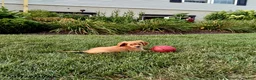 Miniature Golden Retriever dogs for sale: Emma - Ad 3