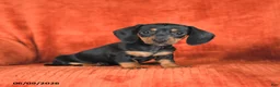 Miniature Dachshund dogs for sale: Angel - Ad 2