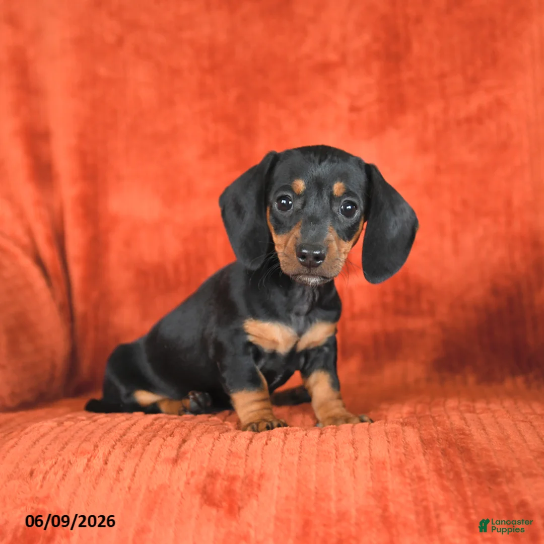 Miniature Dachshund dogs for sale: Angel - Ad 2
