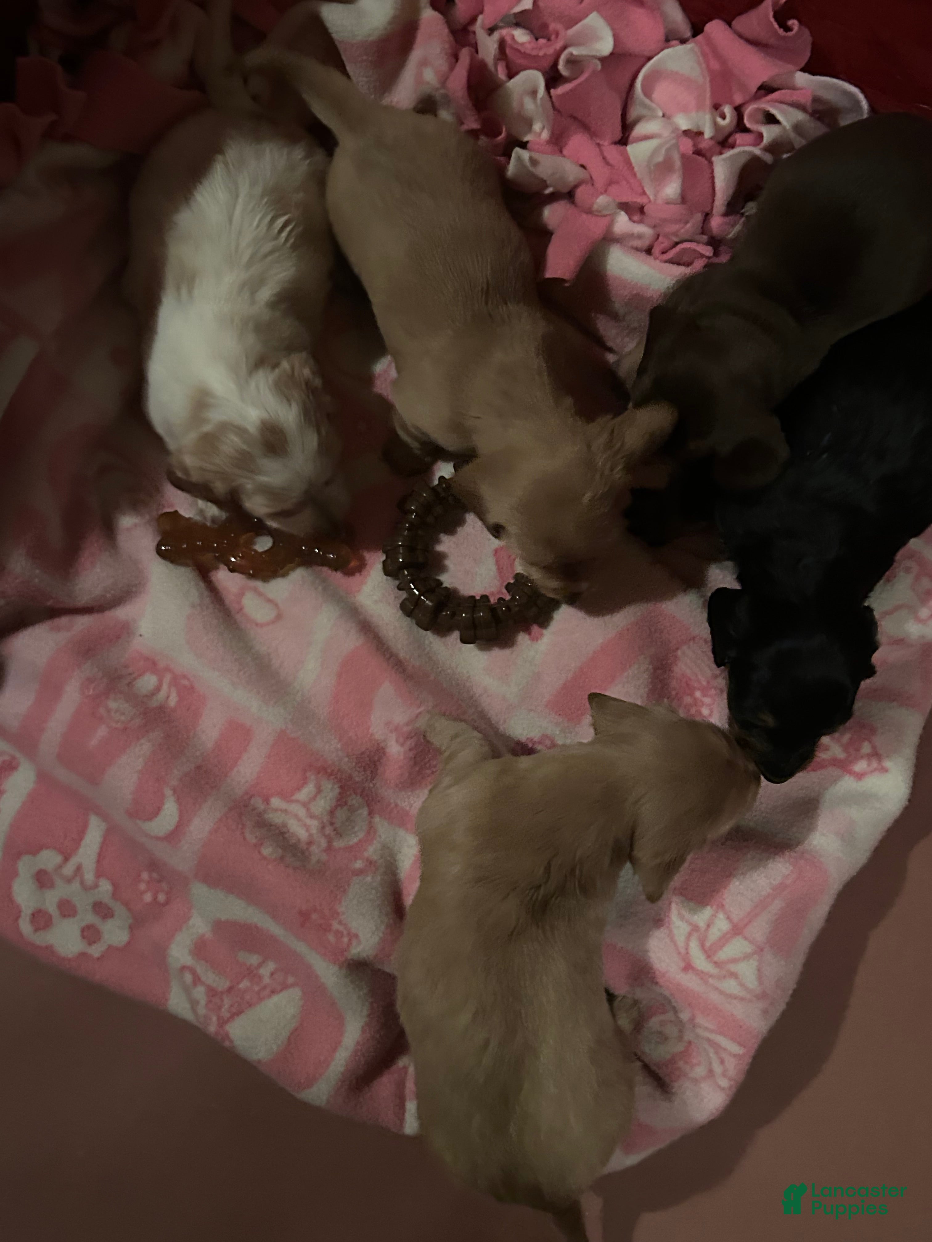 Miniature Dachshund dogs for sale: Miniature Dachshund Puppy 2 - Ad 1
