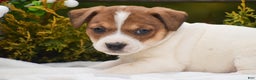 Jack Russell Terrier dogs for sale: Pepper - Ad 4