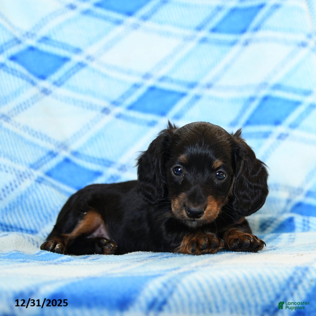 Miniature Dachshund dogs for sale: Smoke  - Ad 5