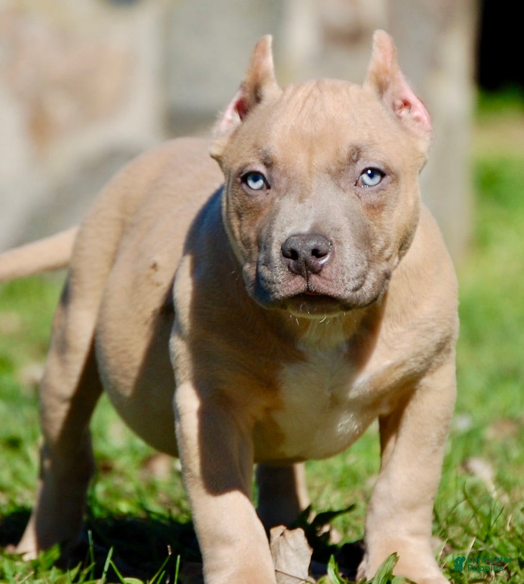 American Bully dogs for sale: Fawn Male 1 - Ad 2