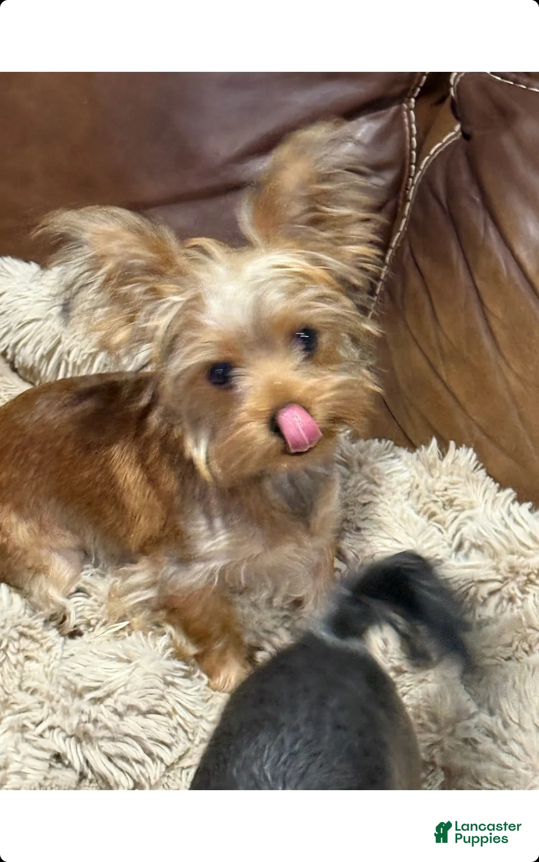 Yorkshire Terrier dogs for sale: Rubio - Ad 1