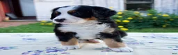 Bernese Mountain Dog dogs for sale: Sandra - Ad 6