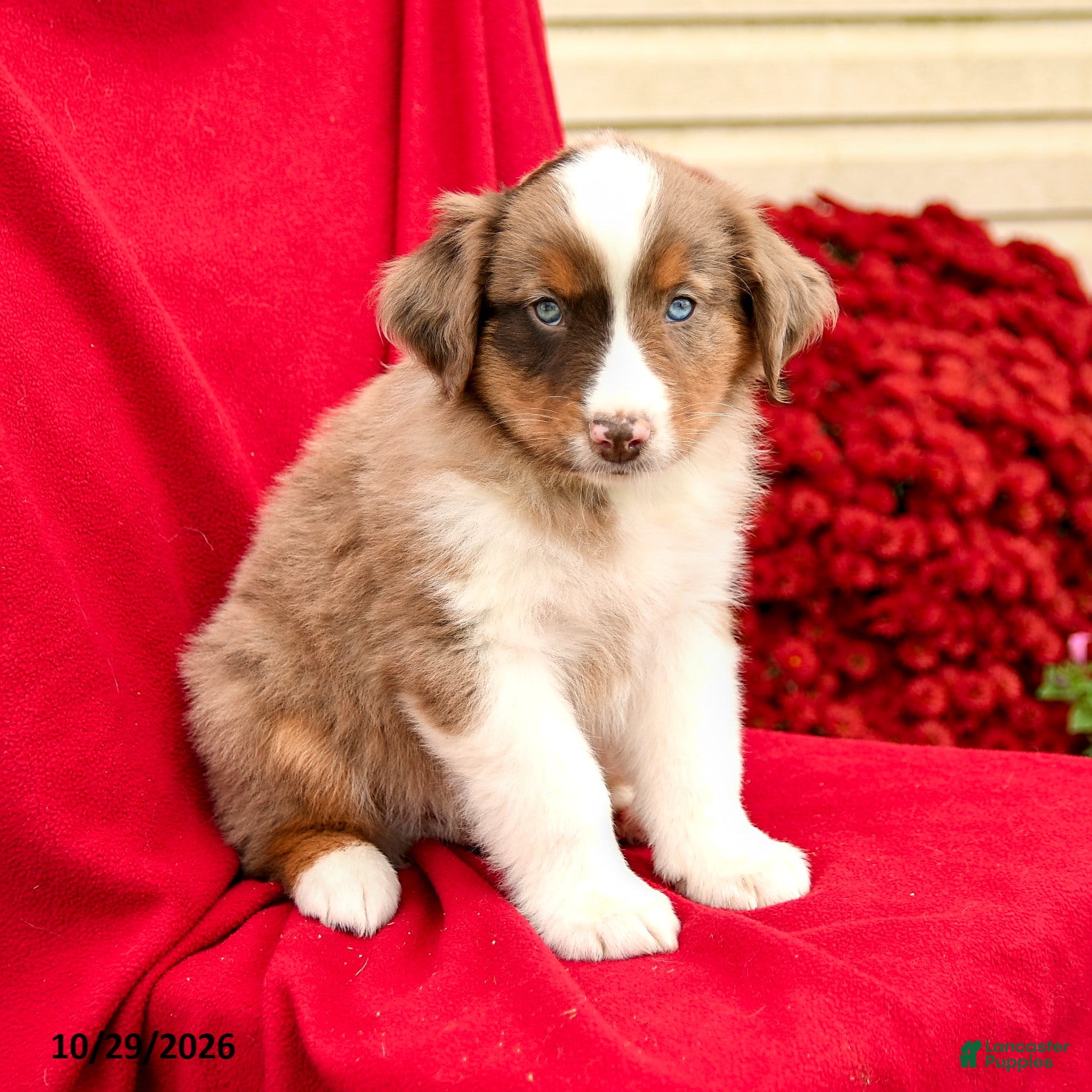 Australian Shepherd dogs for sale: Merlot - Ad 1