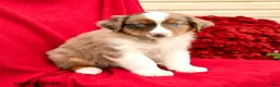 Australian Shepherd dogs for sale: Merlot - Ad 1