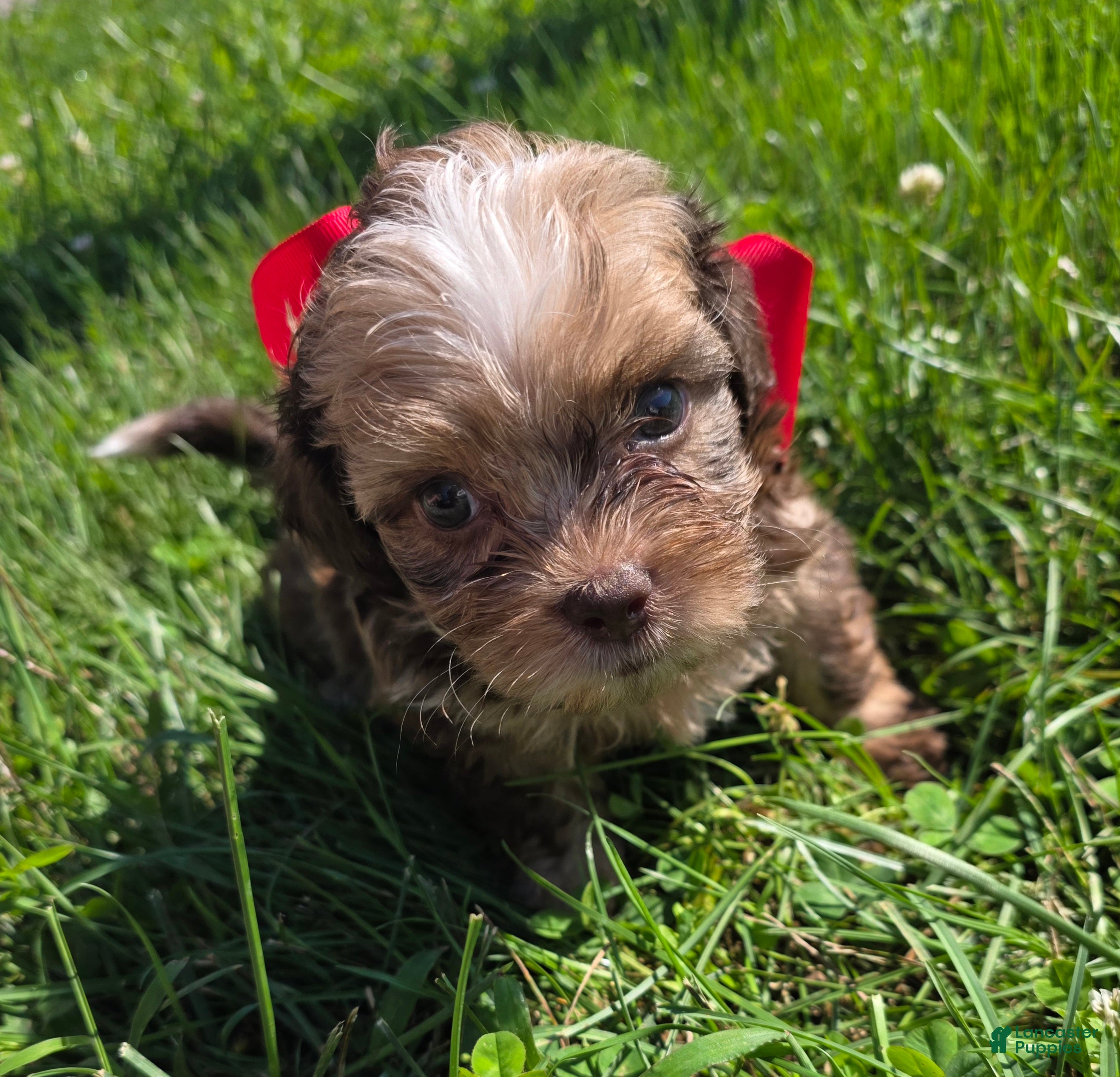 Shihpoo dogs Dior  - Ad 2