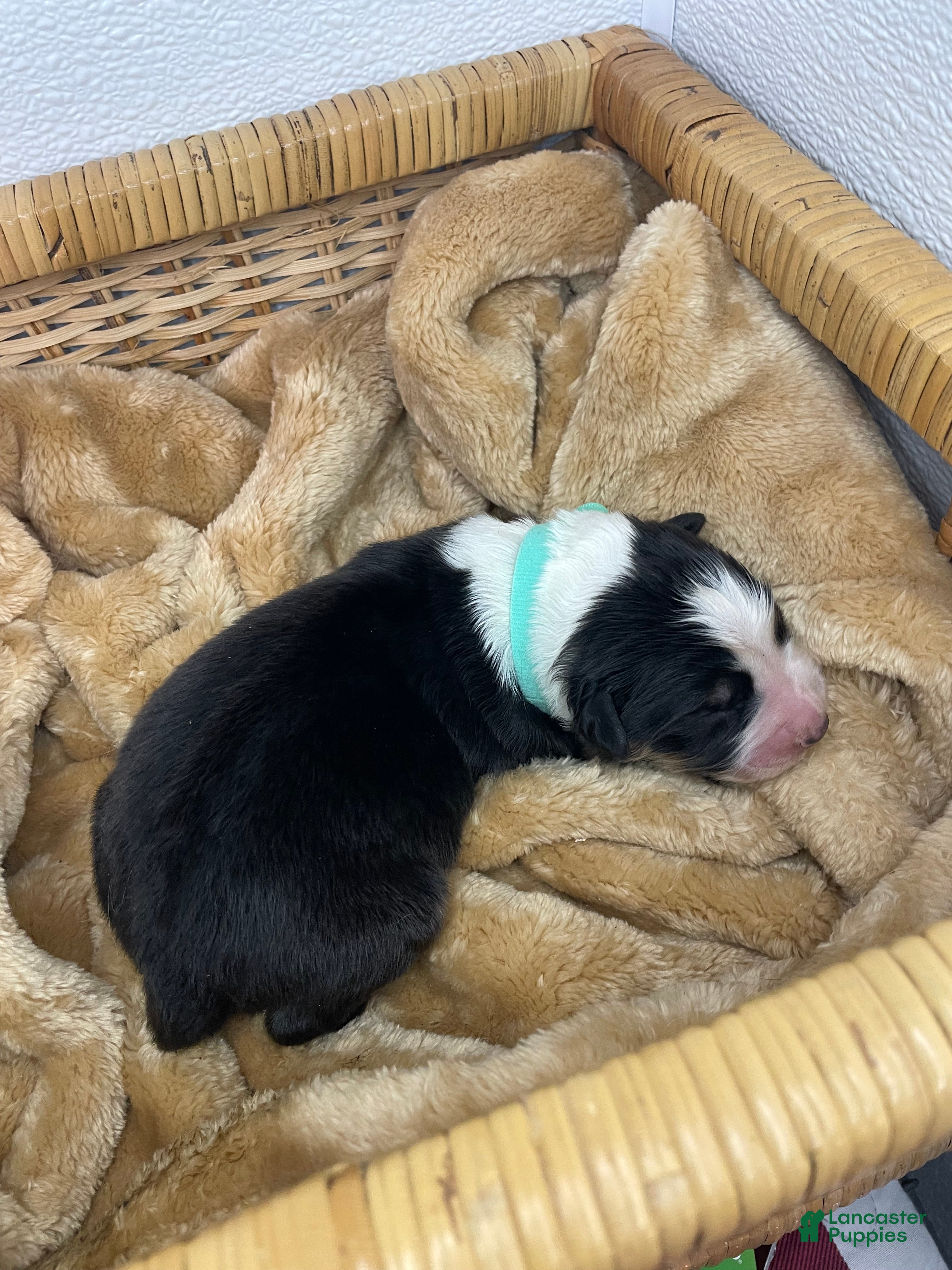 Australian Shepherd dogs Australian Shepherd- Buddy - Ad 32