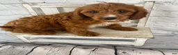 Cavapoo dogs for sale: Max - Ad 3
