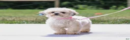 Teddy Bear dogs for sale: Ellen - Ad 3