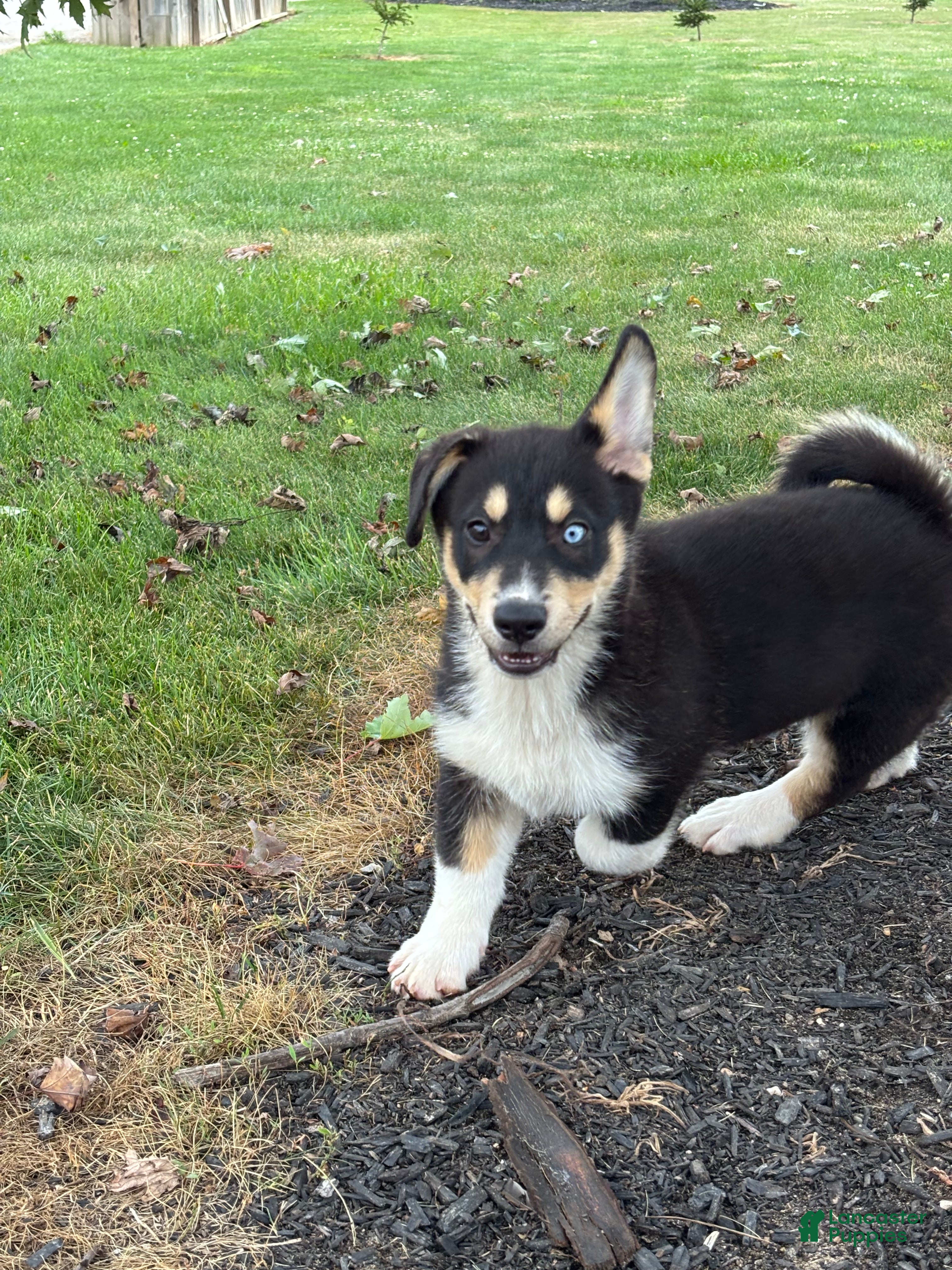 Mixed Breed dogs Rick - Ad 2