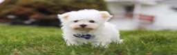 Maltese dogs for sale: Jakson - Ad 4