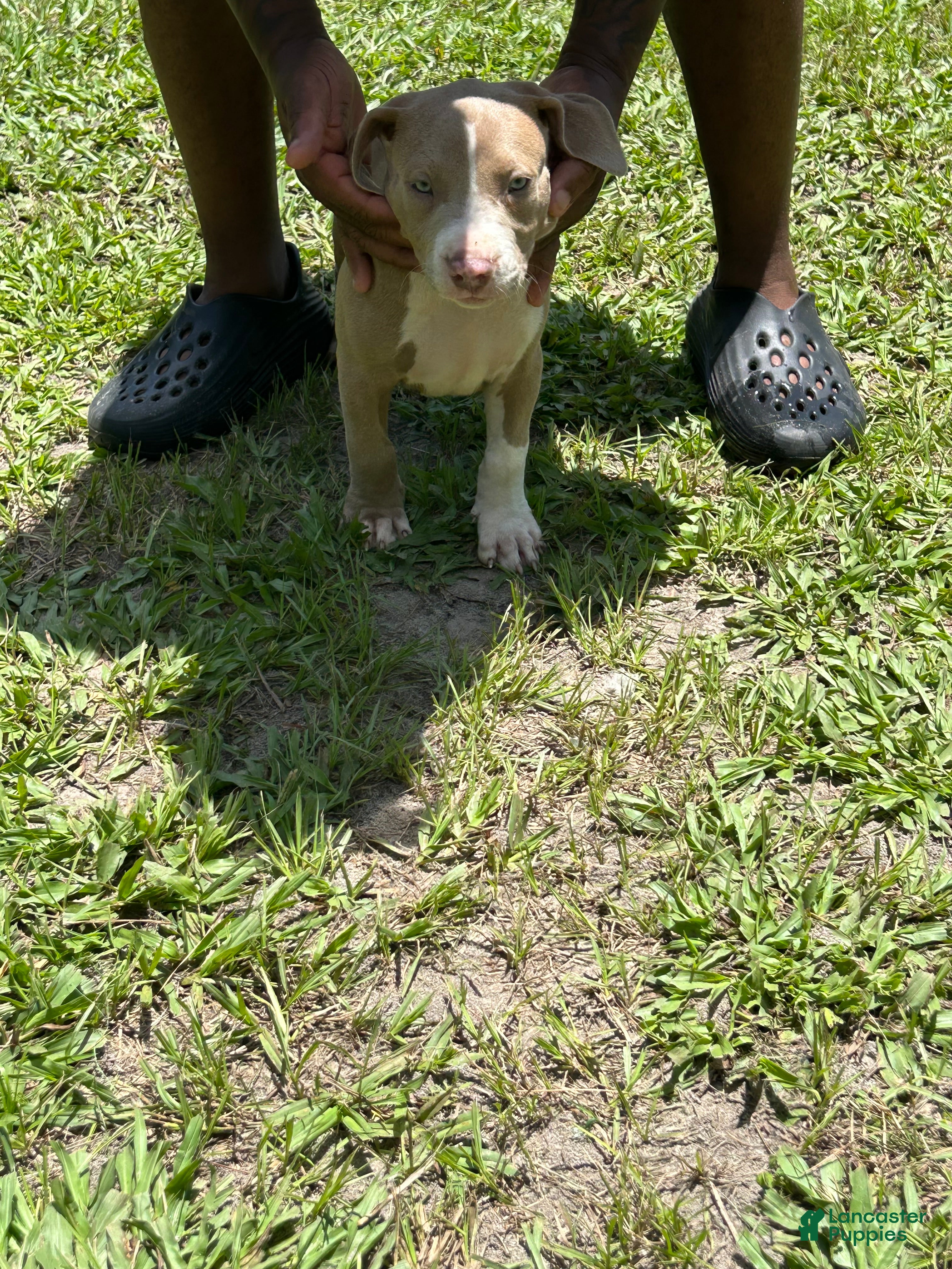 American Pit Bull Terrier dogs American Pit Bull Terrier 1 - Ad 13
