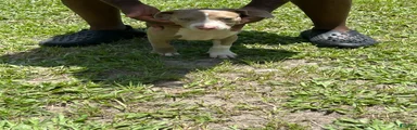 American Pit Bull Terrier 1