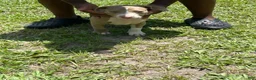 American Pit Bull Terrier dogs for sale: American Pit Bull Terrier 1 - Ad 1
